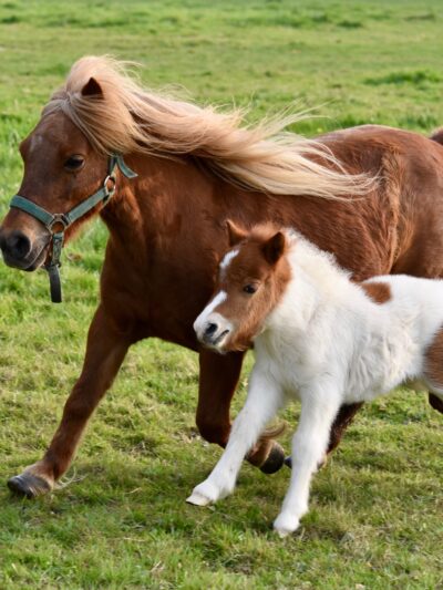 Pony´s