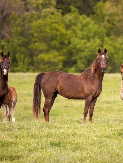 Paarden