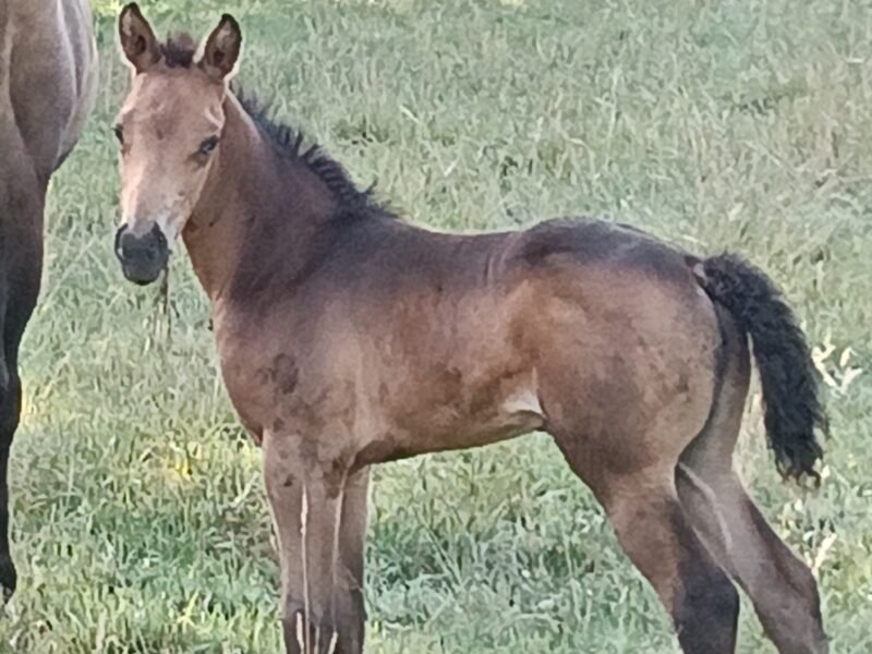 Zeer lieve Quarter horse merrie Zie omschrijving