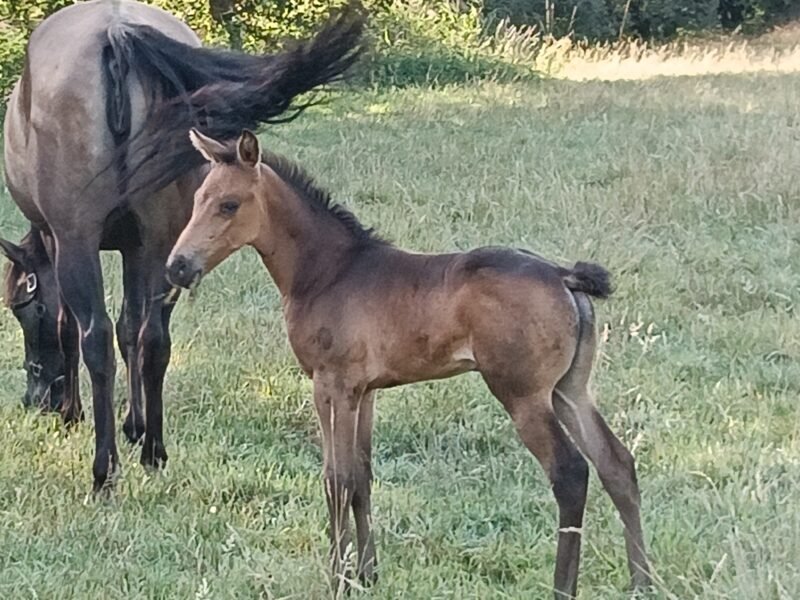 Zeer lieve Quarter horse merrie Zie omschrijving