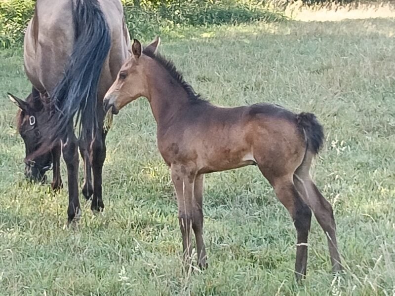 Zeer lieve Quarter horse merrie Zie omschrijving