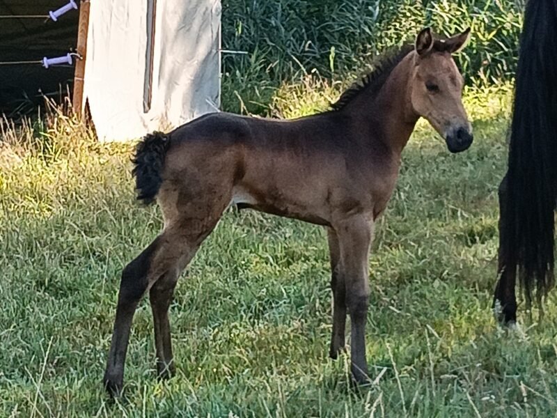 Zeer lieve Quarter horse merrie Zie omschrijving