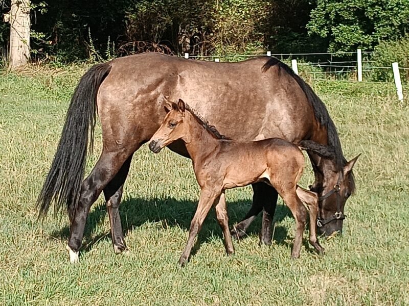 Zeer lieve Quarter horse merrie Zie omschrijving