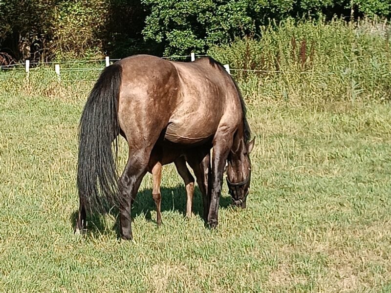 Zeer lieve Quarter horse merrie Zie omschrijving
