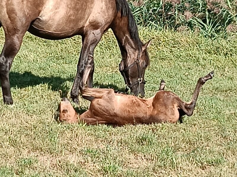 Zeer lieve Quarter horse merrie Zie omschrijving