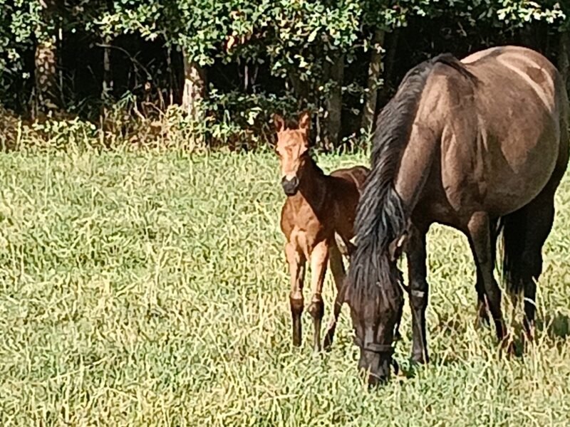 Zeer lieve Quarter horse merrie Zie omschrijving