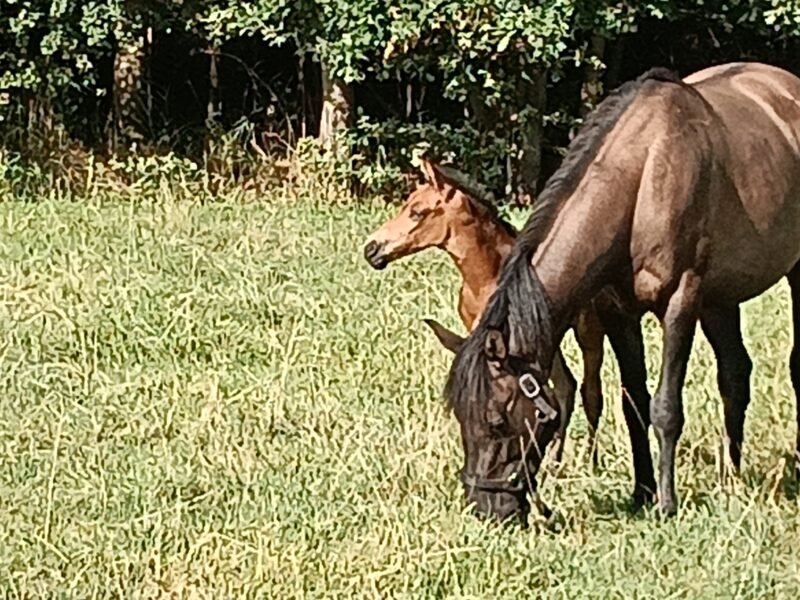 Zeer lieve Quarter horse merrie Zie omschrijving