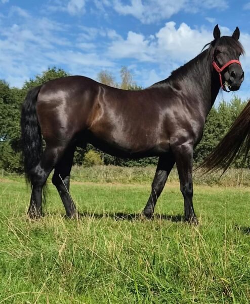 Knappe 8-jarige Ruin te Koop (1.70m) – Zadelmak & Klaar voor Verdere Scholing