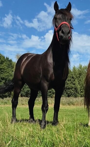 Knappe 8-jarige Ruin te Koop (1.70m) – Zadelmak & Klaar voor Verdere Scholing