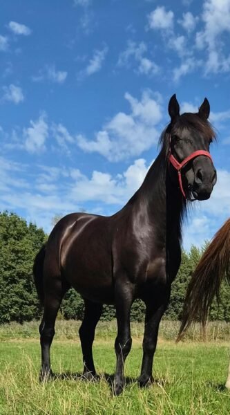 Knappe 8-jarige Ruin te Koop (1.70m) – Zadelmak & Klaar voor Verdere Scholing