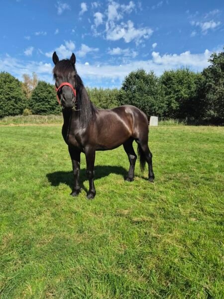 Knappe 8-jarige Ruin te Koop (1.70m) – Zadelmak & Klaar voor Verdere Scholing